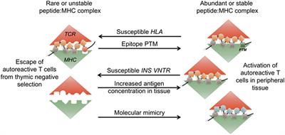 Understanding Autoimmune Diabetes through the Prism of the Tri-Molecular Complex